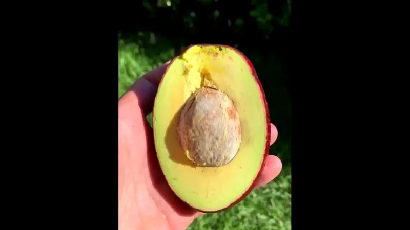 Muda de Abacate (Persea americana)