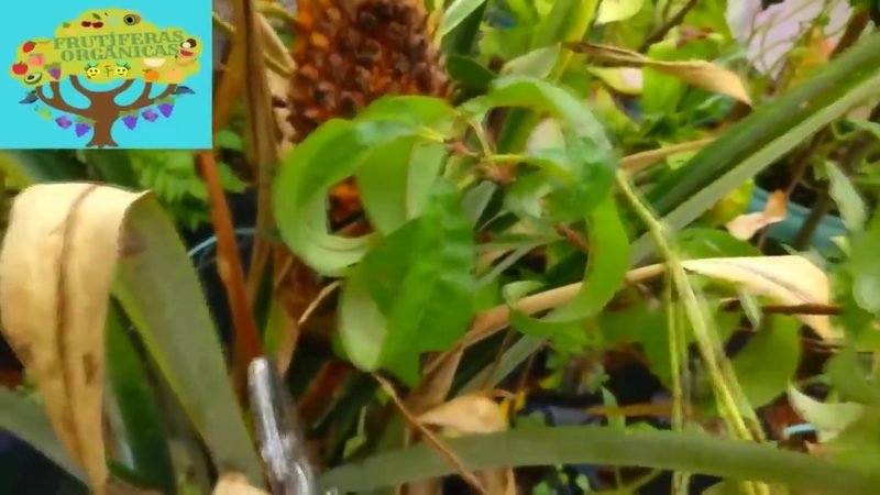 Abacaxi - imagem 3