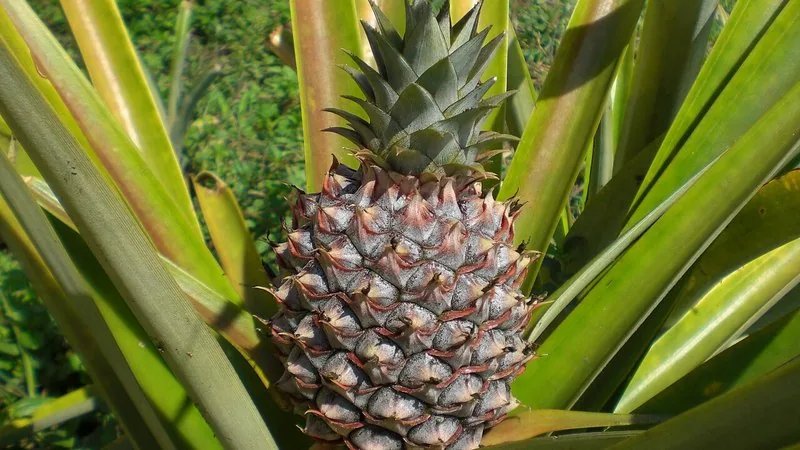 Muda de Abacaxi (Ananas comosus)