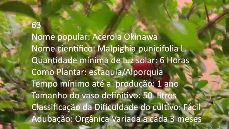 Acerola Okinawa - imagem 2