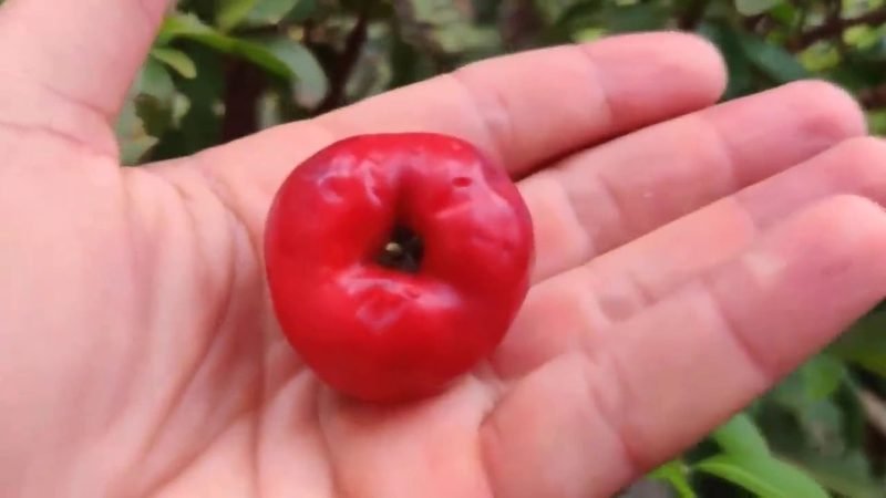 Acerola Okinawa - imagem 3