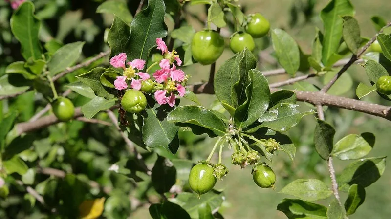 Muda de Acerola Okinawa (Malpighia emarginata)