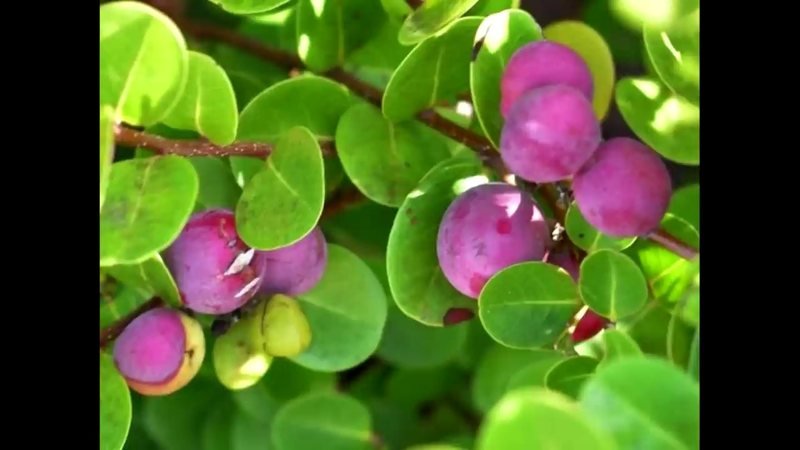 Ajuru preto branco (Chrysobalanus icaco)