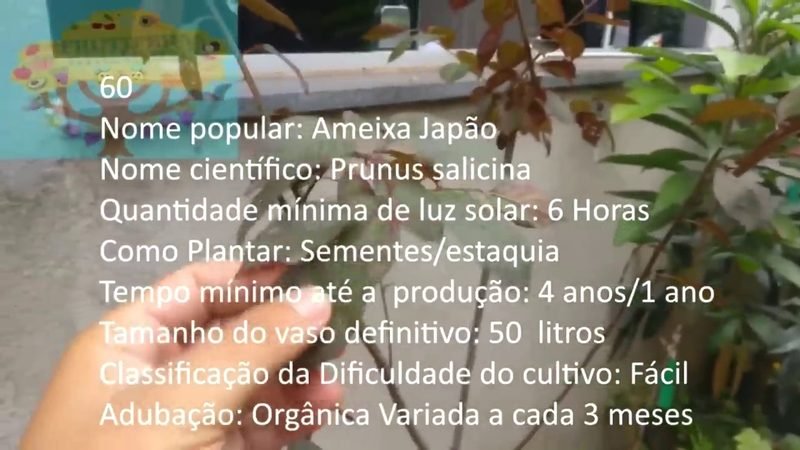 Ameixa Japao - imagem 2