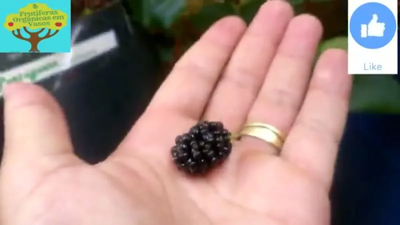 Muda de Amora Portuguesa (Rubus ulmifolius)