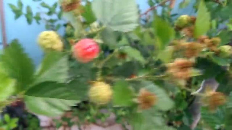 Amora Preta Tupy (Rubus 'Tupy')
