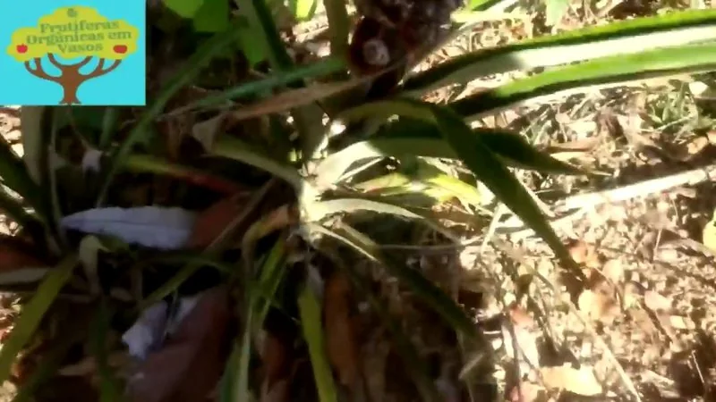 Muda de Ananas do mato (Ananas bracteatus)