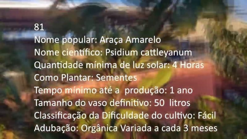 Araca Amarelo - imagem 2