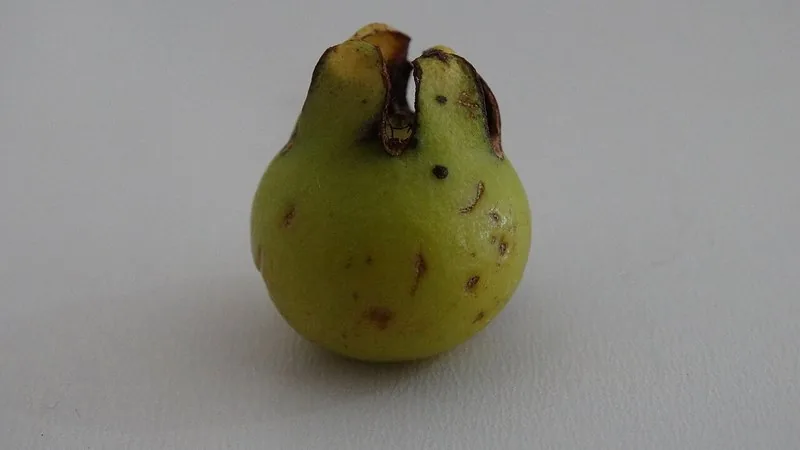 Muda de Araca Amarelo (Psidium cattleianum var. lucidum)