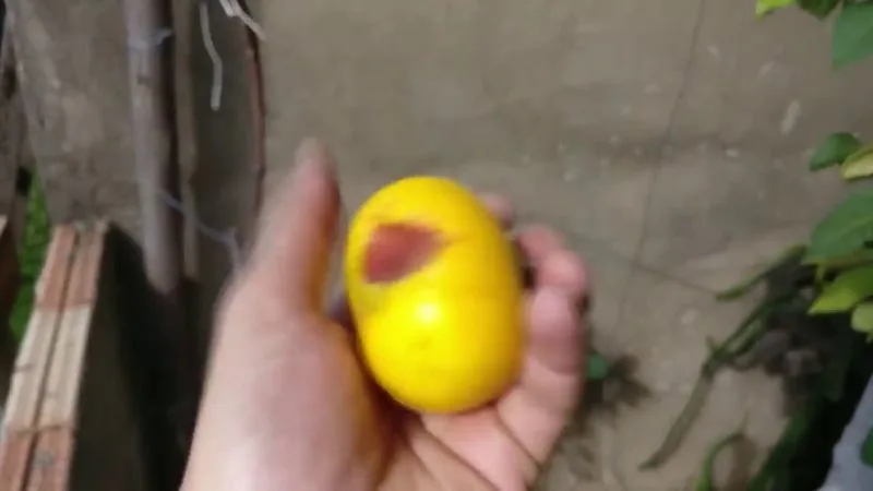 Muda de Araca Boi fruta iogurte ()