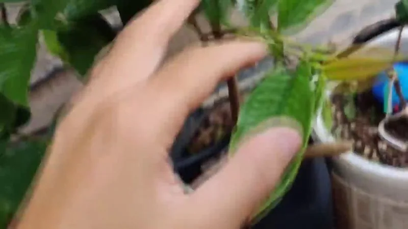 Muda de Araca Pera (Psidium acutangulum)