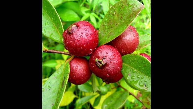 Araçá Vermelho (Psidium cattleianum)