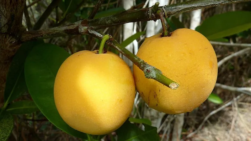 Muda de Bacupari de bico (Garcinia gardneriana)
