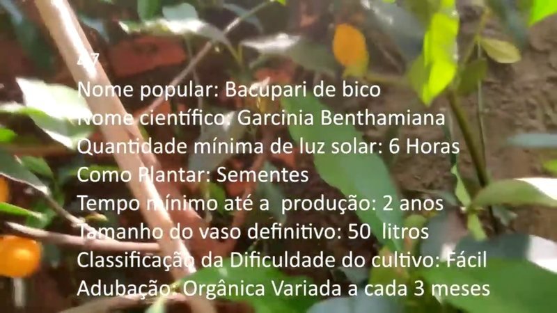 Bacupari Estalo - imagem 2