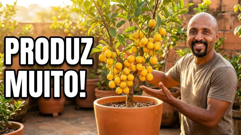 Muda de Bacupari Estalo (Garcinia brasiliensis)