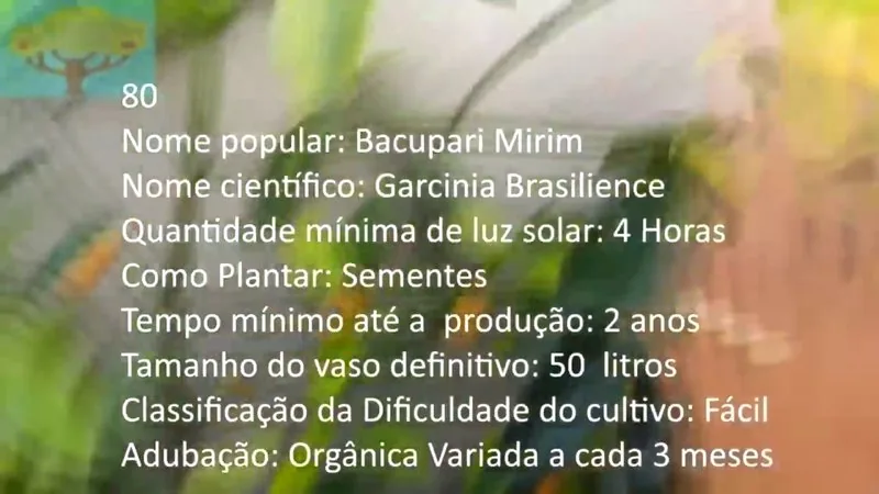 Bacupari Mirim - imagem 2