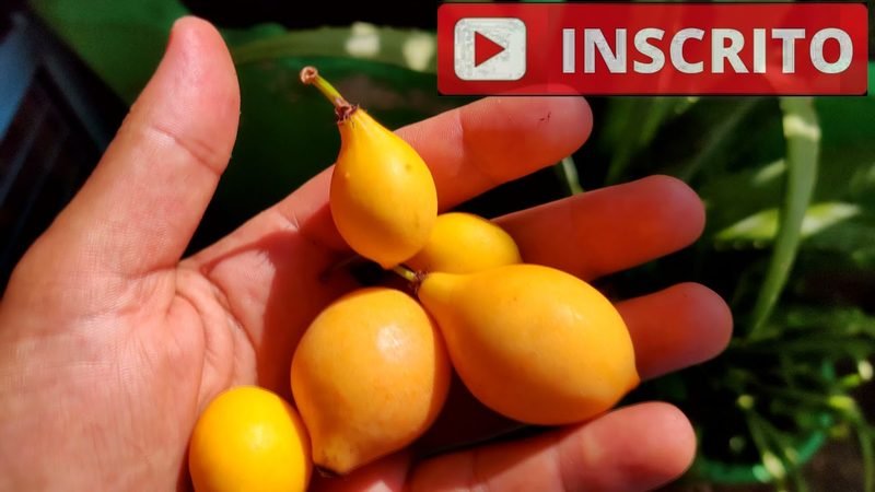 Bacupari Mirim (Garcinia gardneriana)