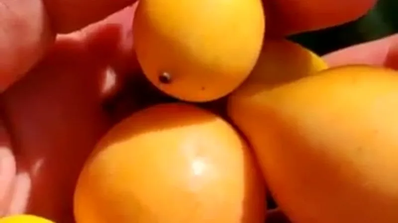 Bacupari Mirim (Garcinia gardneriana)
