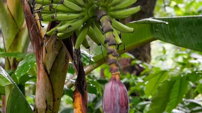 Muda de Banana ouro (Musa spp.)