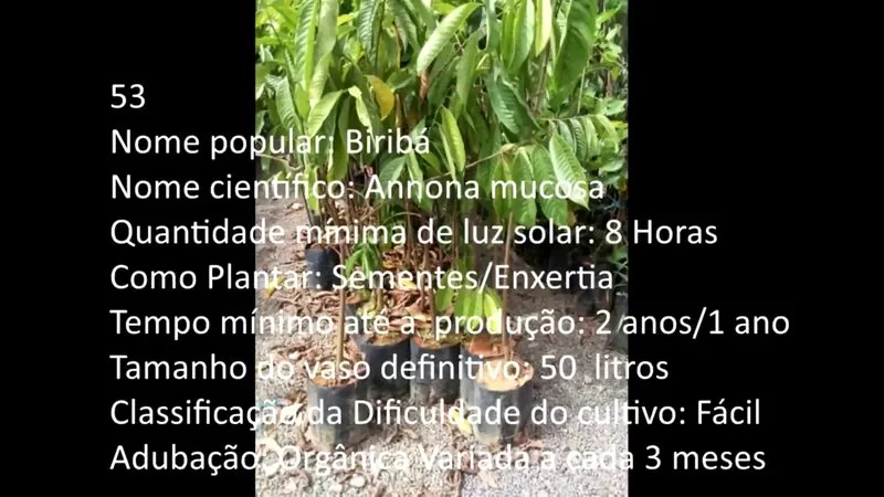 Biriba - imagem 2