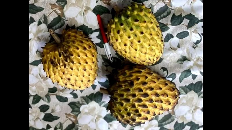 Biriba (Rollinia mucosa)