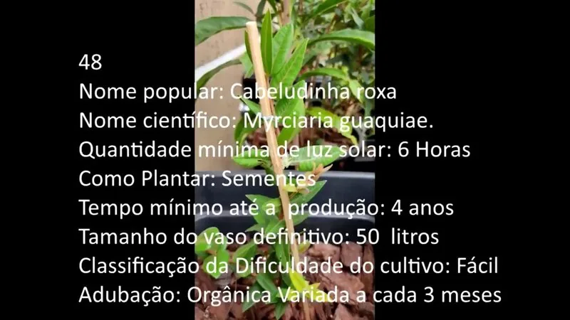 Cabeludinha roxa - imagem 2