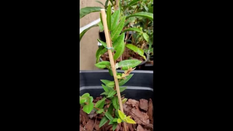 Cabeludinha roxa (Myrciaria glazioviana)