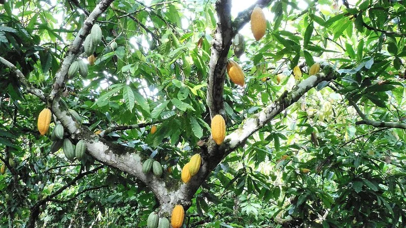 Muda de Cacau (Theobroma cacao)