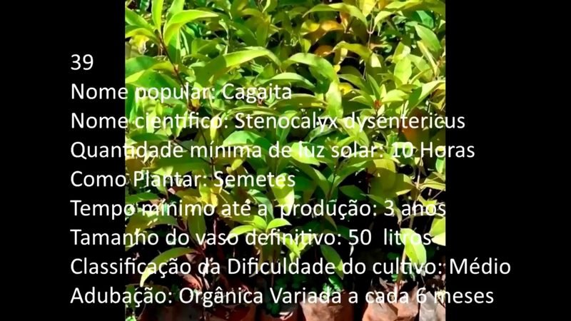 Cagaita - imagem 2
