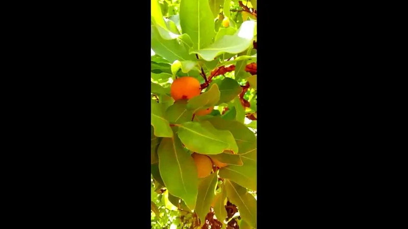 Muda de Cagaita (Eugenia dysenterica)