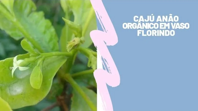 Muda de Caju (Anacardium occidentale)