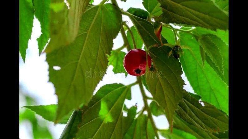 Calabura (Muntingia calabura)