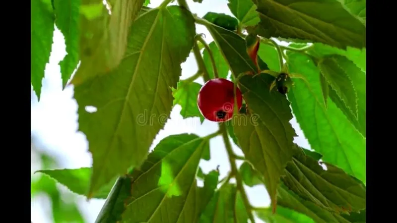 Muda de Calabura (Muntingia calabura)