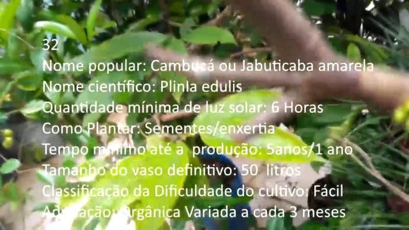 Cambuca Jabuticaba amarela - imagem 2