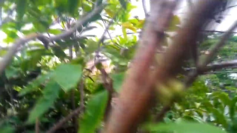 Cambuca Jabuticaba amarela ()