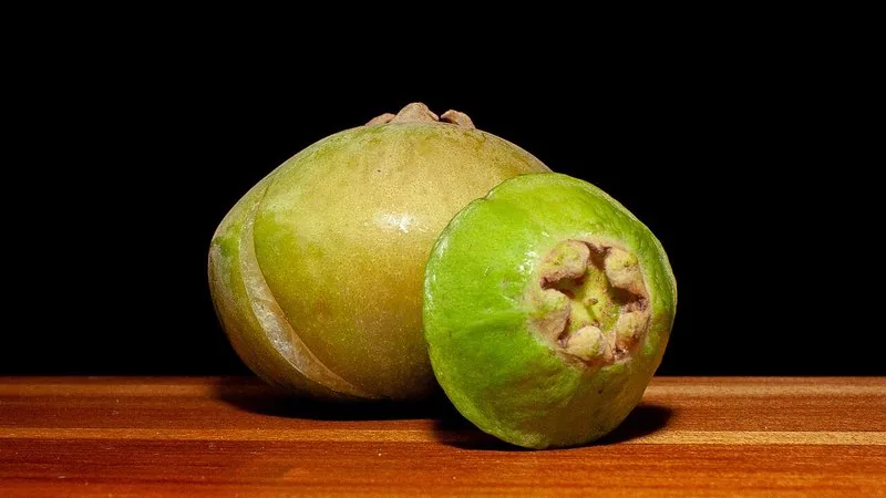 Muda de Cambuci (Campomanesia phaea)