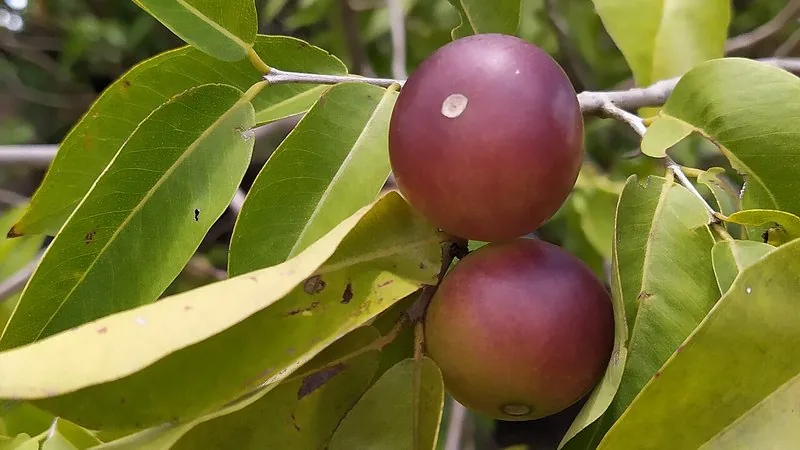 Muda de Camu-Camu (Myrciaria dubia)