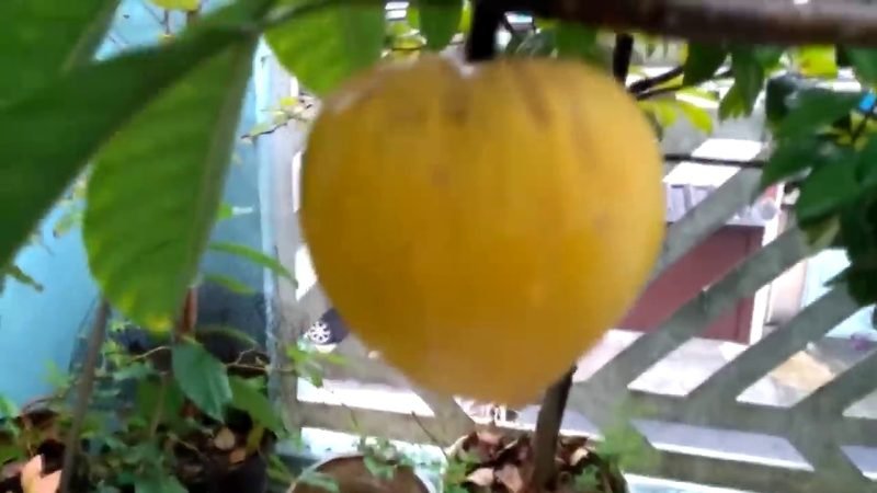 Canistel (Pouteria campechiana)