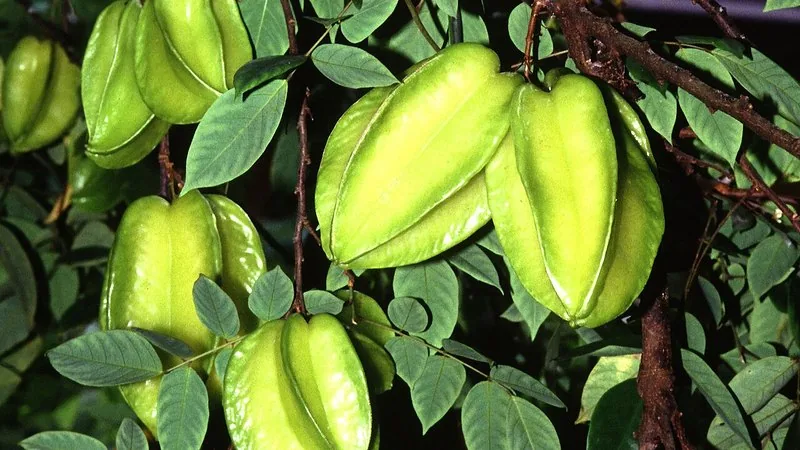 Muda de Carambola Mel (Averrhoa carambola)