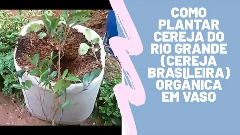 Muda de Cereja do Rio Grande (Eugenia involucrata)