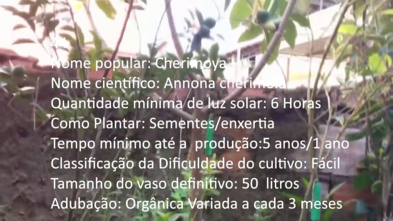 Cherimoya - imagem 2