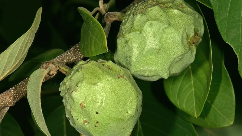 Muda de Cherimoya (Annona cherimola)