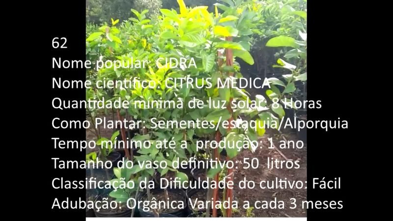 Cidra - imagem 2