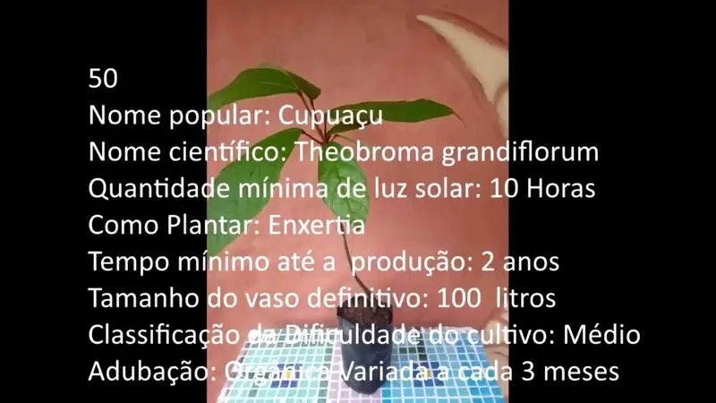 Cupuacu - imagem 2
