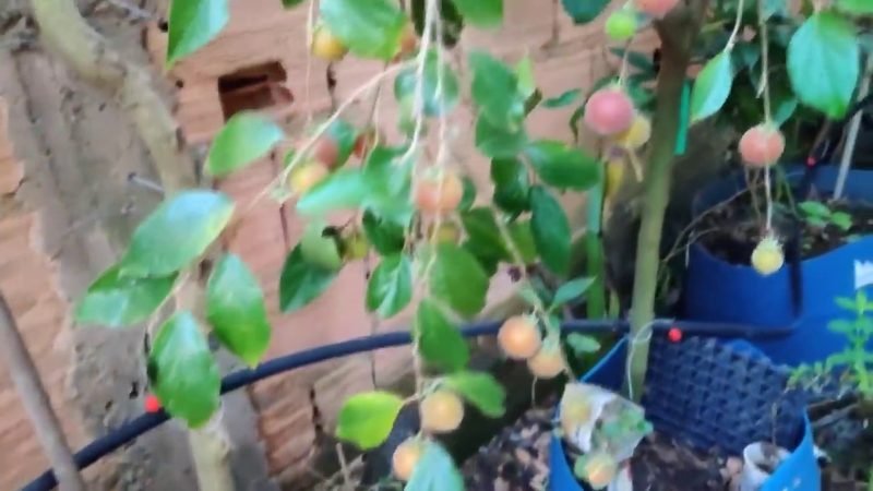 Dovyalis doce campari (Dovyalis hebecarpa)