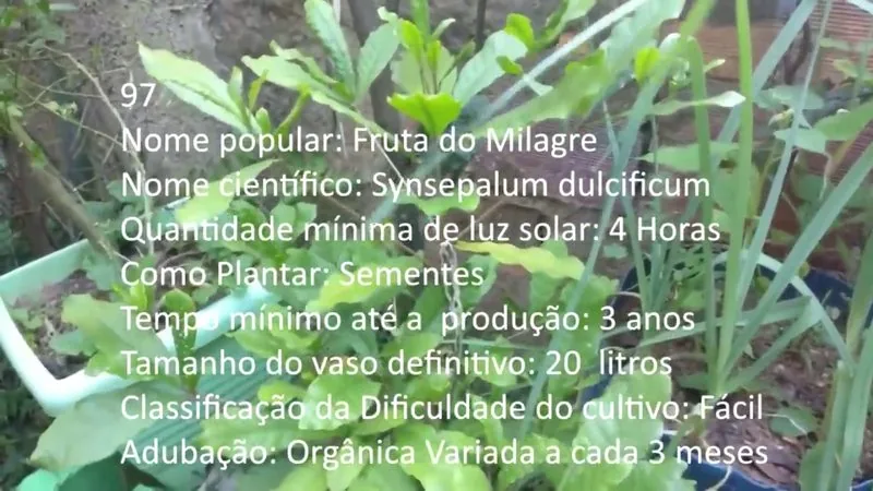 Fruta do Milagre - imagem 2