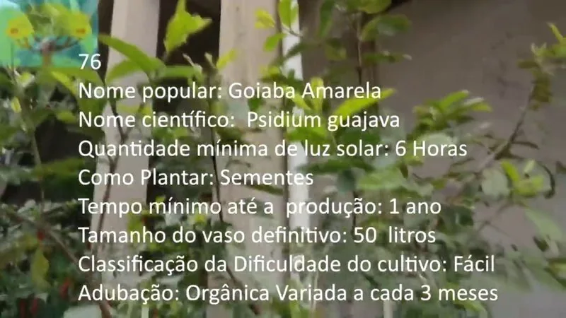 Goiaba Amarela - imagem 2