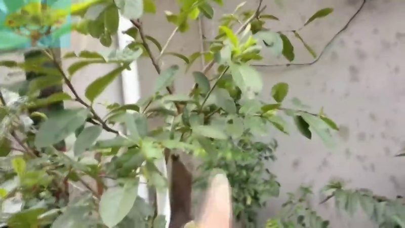 Goiaba Amarela (Psidium guajava)