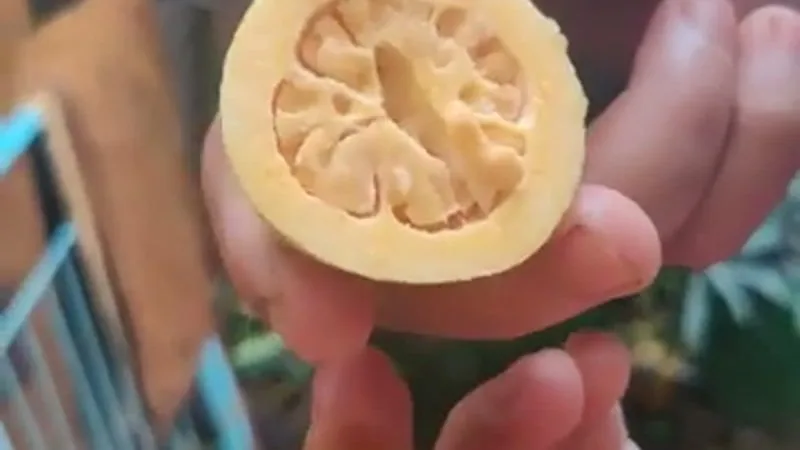 Goiaba Amarela (Psidium guajava)