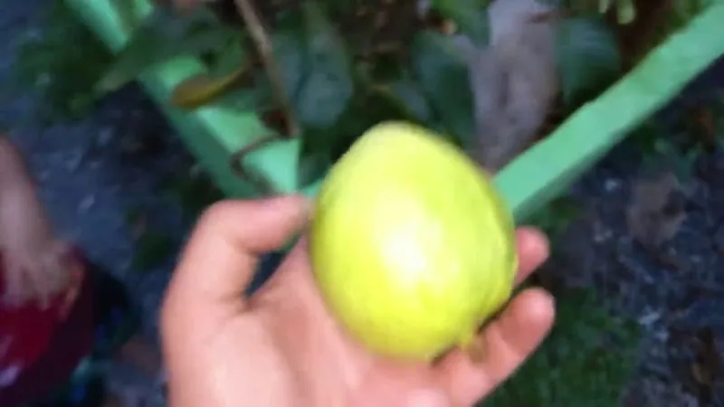 Muda de Goiaba Paluma (Psidium guajava 'Paluma')